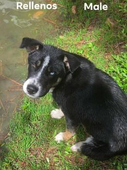 Rellenos -  Retriever and Terrier Dog for Adoption in Bloomfield, Connecticut - Rellenos | PetCurious