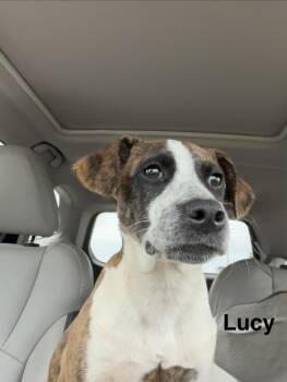 Lucy -  Hound Dog for Adoption in Mobile, Alabama - Lucy | PetCurious