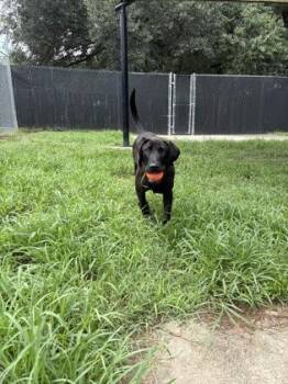 93757A Winnie -  Labrador Retriever and Mixed Breed Dog for Adoption in North Charleston, South Carolina - 93757A Winnie | PetCurious