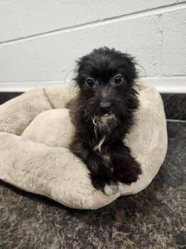 Chihuahua and Mixed Breed Dogs Available for Adoption in Jackson, Tennessee - Wemby | PetCurious