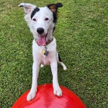Sallie -  Border Collie Dog for Adoption in The Woodlands, Texas - Sallie | PetCurious