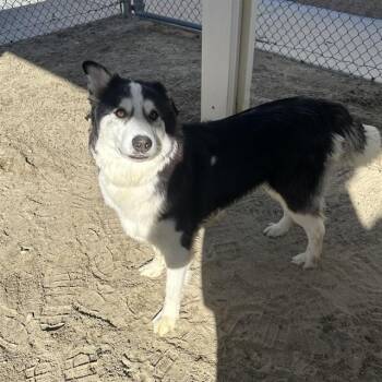 Siberian Husky and Mixed Breed Dogs Available for Adoption - ROCKO | PetCurious