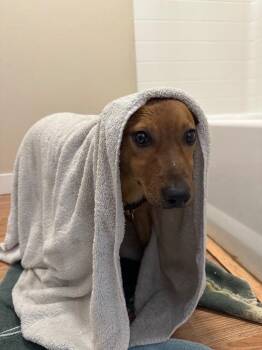 Cattle Dog Dogs Available for Adoption - Frankie | PetCurious