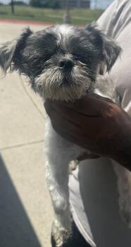 Shih Tzu Dogs Available for Adoption in San Antonio, Texas - NIKO | PetCurious