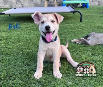 Beautiful Bali Baby -  Siberian Husky and Labrador Retriever Dog for Adoption in Missoula, Montana - Beautiful Bali Baby | PetCurious