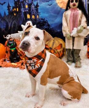 Harvest -  Mixed Breed Dog for Adoption in Hamilton, Ohio - Harvest | PetCurious