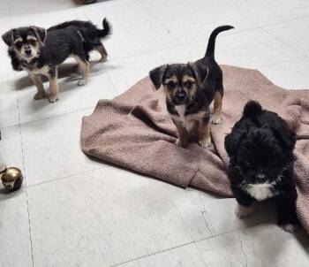 Rescue Chihuahua and Terrier Dogs for Adoption in Parlier, California - Puppy 27062 | PetCurious