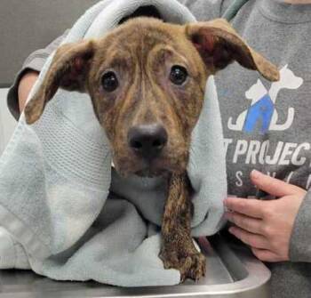 Patrick -  Mixed Breed Dog for Adoption in Kansas City, Missouri - Patrick | PetCurious
