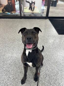 Tarzan -  Hound Dog for Adoption in Findlay, Ohio - Tarzan | PetCurious