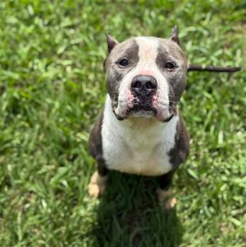 Pit Bull Terrier Dogs Available for Adoption in Conroe, Texas - D.J. | PetCurious