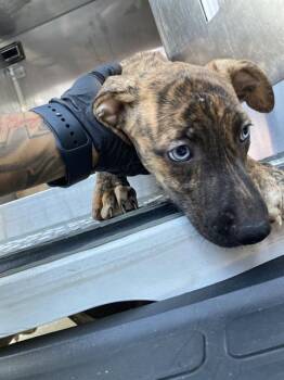 NOLA -  Mixed Breed Dog for Adoption in Dallas, Texas - NOLA | PetCurious