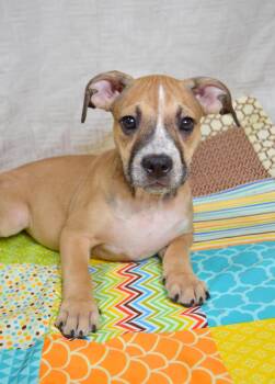Laila -  Staffordshire Bull Terrier Dog for Adoption in Gulfport, Mississippi - Laila | PetCurious