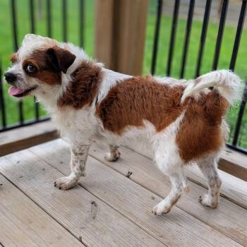Terrier and Mixed Breed Dogs Available for Adoption in Houston, Texas - Sid Arthur | PetCurious