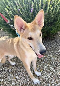 German Shepherd Dog Dogs Available for Adoption in Phoenix, Arizona - Dodger | PetCurious