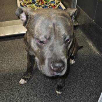 Demi -  Pit Bull Terrier Dog for Adoption in Cedar Rapids, Iowa - Demi | PetCurious