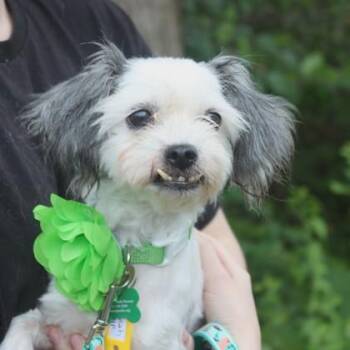 Farrah -  Shih Tzu and Mixed Breed Dog for Adoption in Elk Grove Village, Illinois - Farrah | PetCurious