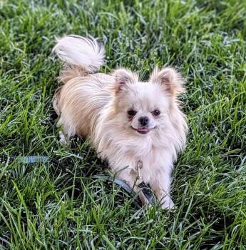 Chihuahua Dogs Available for Adoption in Overland Park, Kansas - Stewie | PetCurious