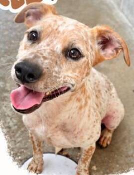 SPECKLE -  Australian Shepherd Dog for Adoption in Fernandina Beach, Florida - SPECKLE | PetCurious