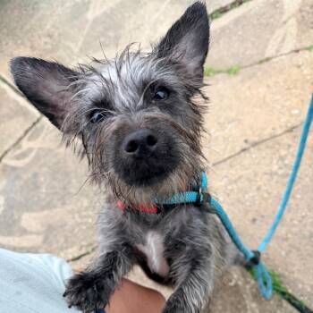 Windy -  Terrier Dog for Adoption - Windy | PetCurious