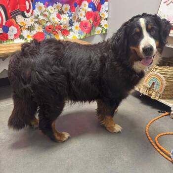 Jubilee -  Bernese Mountain Dog Dog for Adoption in Normal, Illinois - Jubilee | PetCurious