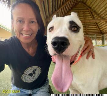 PIRATA -  Mixed Breed Dog for Adoption in West Palm Beach, Florida - PIRATA | PetCurious
