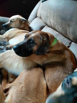 Rescue Mastiff and Hound Dogs for Adoption in Millerstown, Pennsylvania - POGO | PetCurious