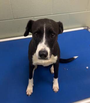 Jordi -  Labrador Retriever Dog for Adoption in Kalamazoo, Michigan - Jordi | PetCurious