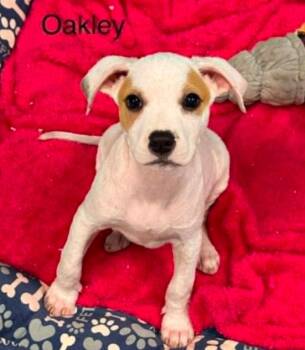 Oakley -  Mixed Breed Dog Available for Adoption in Eutawville, South Carolina - Oakley | PetCurious
