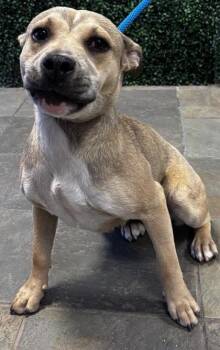 Mixed Breed Dogs Available for Adoption in El Paso, Texas - 61060238 | PetCurious