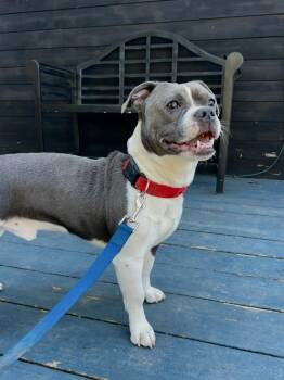 Rico -  American Bulldog and Boston Terrier Dog for Adoption in Lewis Center, Ohio - Rico | PetCurious