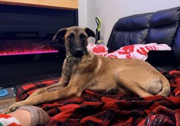 Popcorn -  Labrador Retriever Dog for Adoption in Cheektowaga, New York - Popcorn | PetCurious