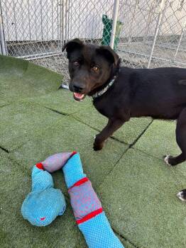 Labrador Retriever and Mixed Breed Dogs Available for Adoption in Calgary, Alberta - Paloma | PetCurious