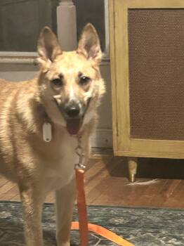 Foxy -  Carolina Dog Dog for Adoption in Churchville, New York - Foxy | PetCurious
