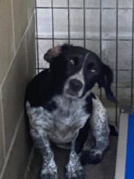 Gomer Pyle -  Mixed Breed Dog for Adoption in Lakeland, Georgia - Gomer Pyle | PetCurious