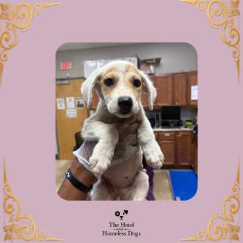 Porsha -  Cattle Dog and Mixed Breed Dog for Adoption in Cumberland, Rhode Island - Porsha | PetCurious