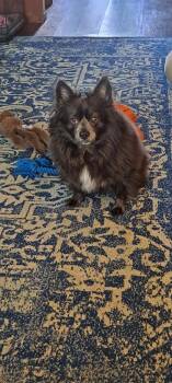 Rescue Chow Chow and Terrier Dogs for Adoption in Lodi, California - Dakota | PetCurious