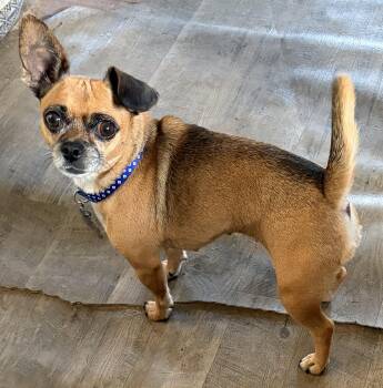 Bella - OK -  Chihuahua Dog for Adoption in Albert Lea, Minnesota - Bella - OK | PetCurious
