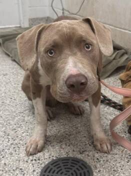 Connery -  Pit Bull Terrier and Mixed Breed Dog for Adoption in Kansas City, Missouri - Connery | PetCurious