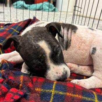 Terrier Dogs Available for Adoption in Birmingham, Alabama - Rabbit | PetCurious