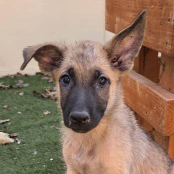 Jaxson KL -  Belgian Shepherd Malinois and German Shepherd Dog Dog for Adoption in Austin, Texas - Jaxson KL | PetCurious