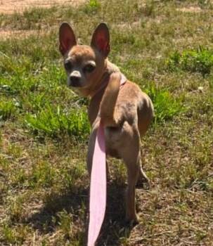 Kiko -  Chihuahua and Mixed Breed Dog for Adoption in Chester, Maryland - Kiko | PetCurious