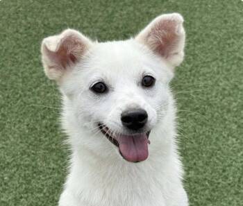 Rescue Corgi Dogs for Adoption in San Ramon, California - Rose | PetCurious