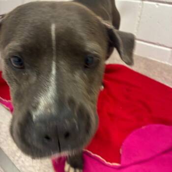 Fortnite -  Pit Bull Terrier Dog for Adoption in Horn Lake, Mississippi - Fortnite | PetCurious