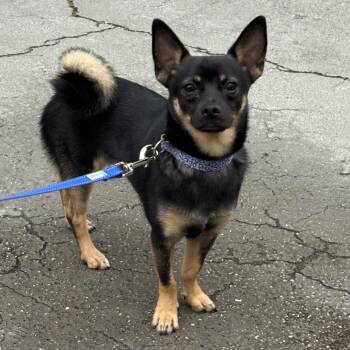 Taco -  Chihuahua Dog for Adoption in Jupiter, Florida - Taco | PetCurious