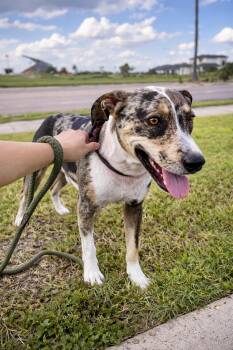 Catahoula Leopard Dog Dogs Available for Adoption - Patches | PetCurious