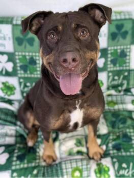 Doberman Pinscher and Terrier Dogs Available for Adoption - Coco | PetCurious
