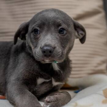 American Bulldog Dogs Available for Adoption - Gilly | PetCurious