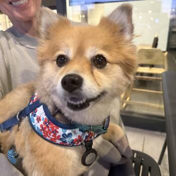 Ruby -  Pomeranian Dog for Adoption in Media, Pennsylvania - Ruby | PetCurious