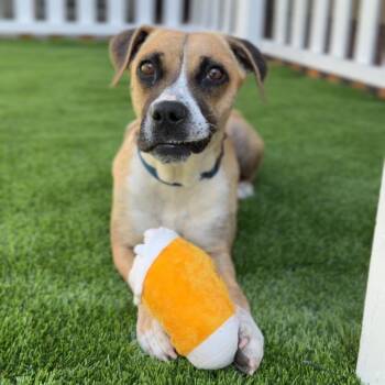 Diamond A2262315 -  Boxer Dog for Adoption in Los Angeles, California - Diamond A2262315 | PetCurious