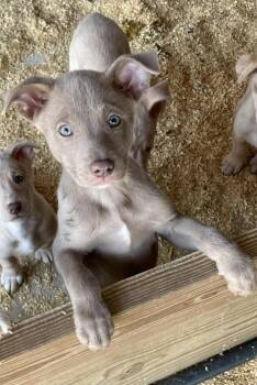 Australian Shepherd and Australian Kelpie Dogs Available for Adoption - Mesa | PetCurious